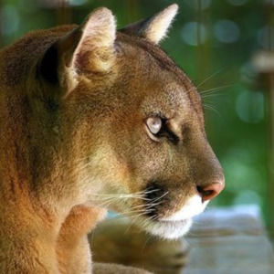 Meet your Posher, Natasha